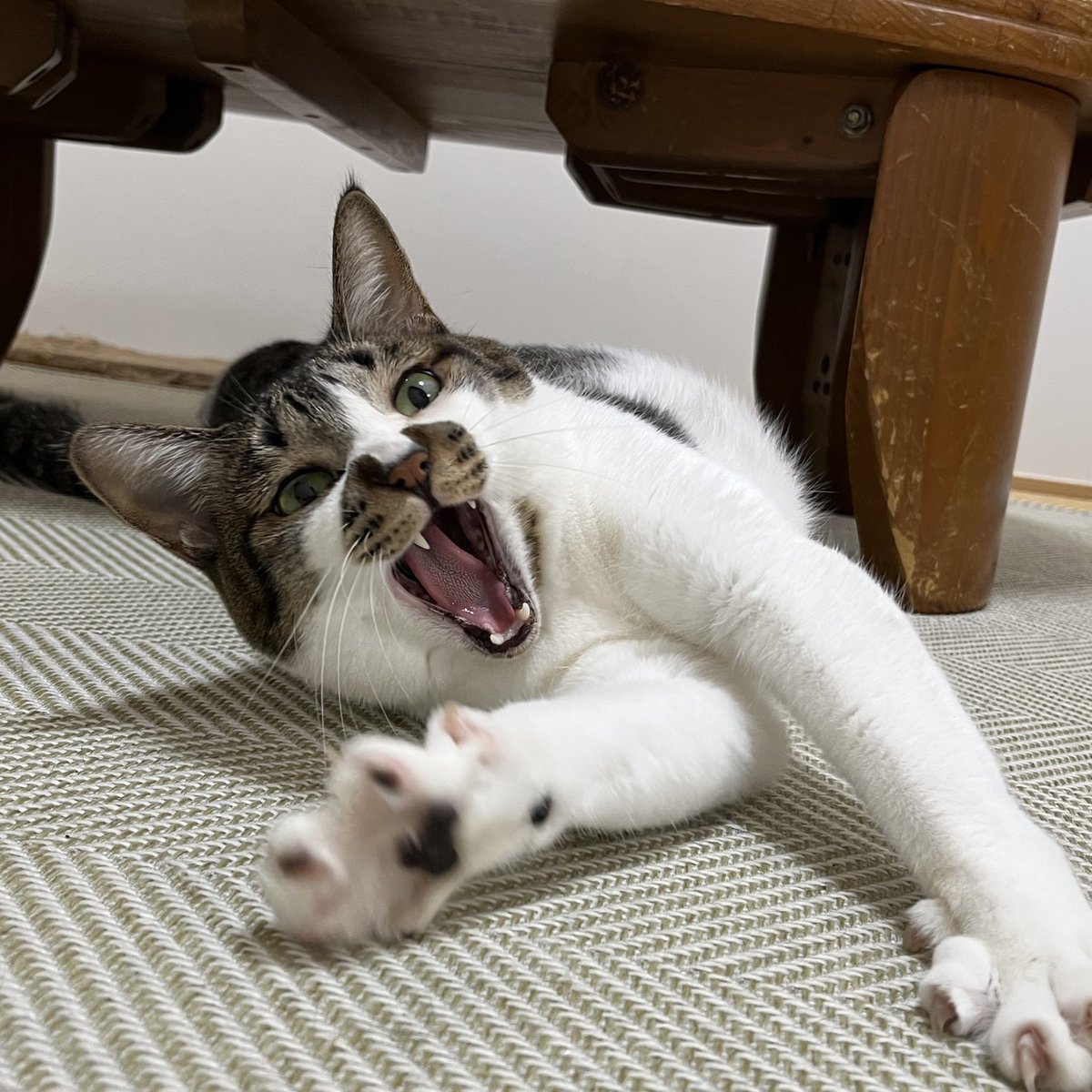 うひゃー
#ねこ #猫の顔に猫
