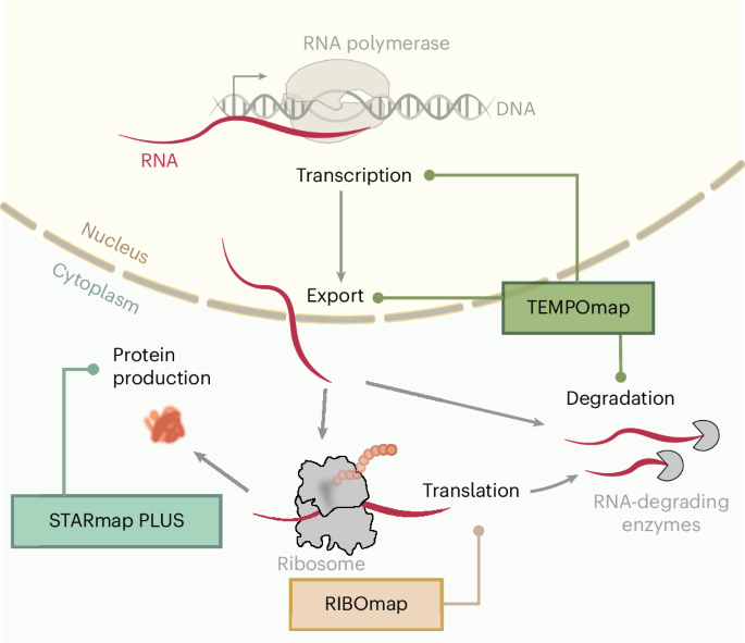 NatureProtocols's tweet image. New Article! Spatially resolved in situ profiling of mRNA life cycle at transcriptome scale in intact cells and tissues using STARmap PLUS, RIBOmap and TEMPOmap bit.ly/4pLulCn