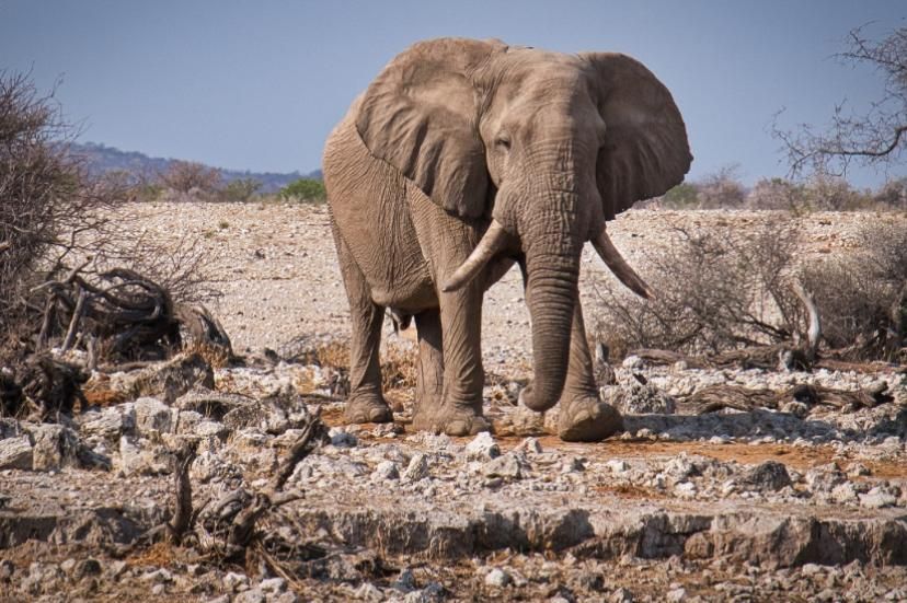 AkkshyeTulsyan's tweet photo. Did you know Namibia’s desert elephants can go days without water and even “remember” water paths? These intelligent giants show incredible adaptation skills! #SmartWildlife #NamibiaNature https://t.co/h63EJrjrG9