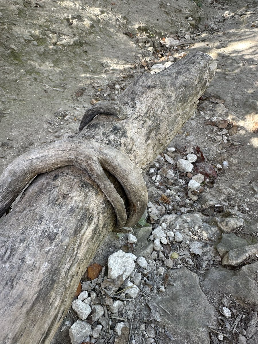 Carol Thomas tweet media