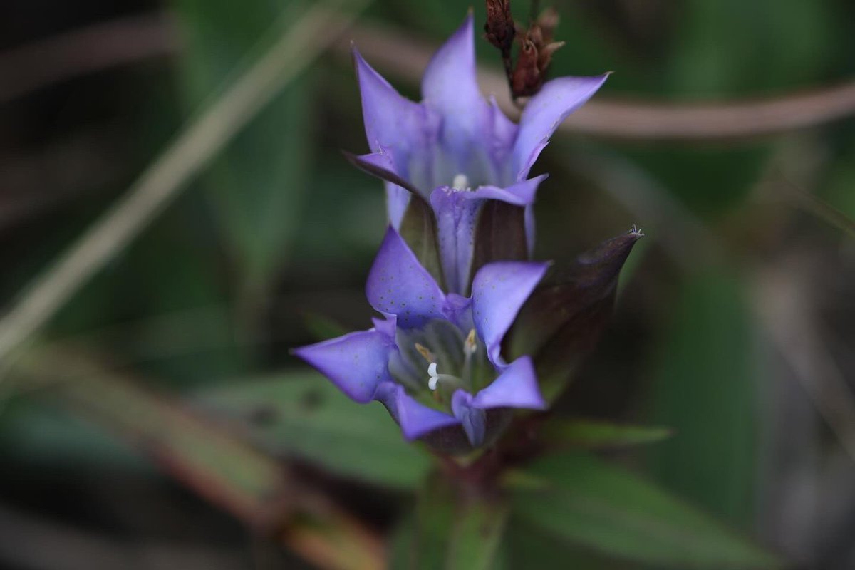 土曜の霧ヶ峰。
車山から出て、八島ヶ原湿原を回って戻ってこようとも思ったのですが、景色が良くて写真ばっか撮ってたら全然時間が足りず、蝶々深山から物見岩まで行って、そのまま帰ってきました💦天空の鳥居で時間かけ過ぎたよ。次回は周遊コース行きたいです。