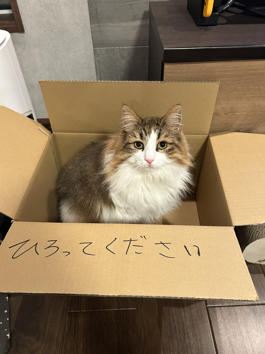 okurasandayo's tweet photo. お家捨て猫 https://t.co/kzvg96K1wS