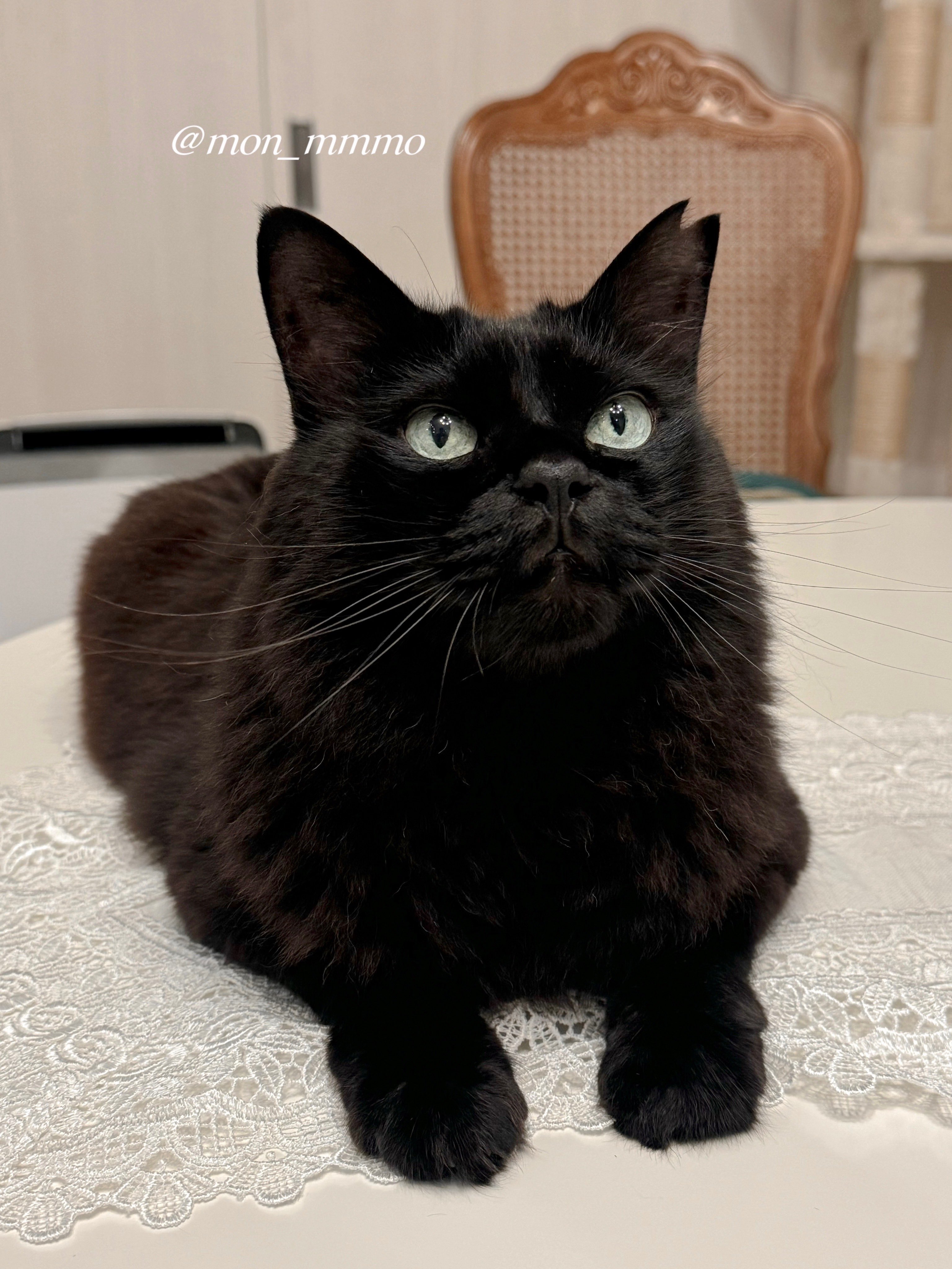 モモンガハウス(猫・デニム柄)  ボア黒  2000円 モモンガハウス(猫・デニム柄) ボア黒 2000円 楽天市場