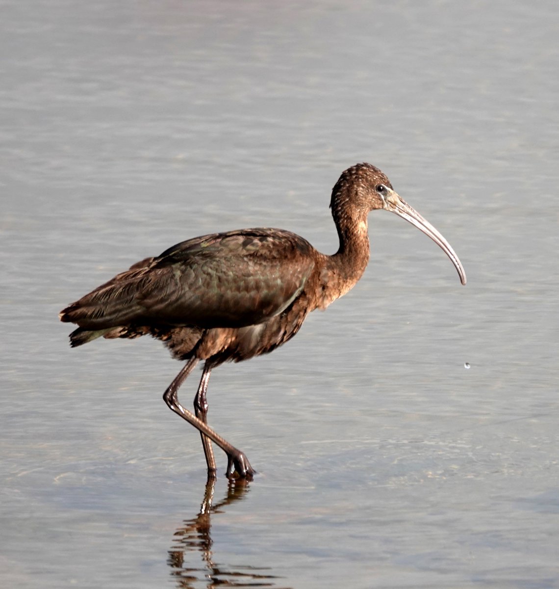 This Glossy Ibis has been making occasional visits to Kenfig Pool for over a week now. It allowed a nice close approach this morning before flying a little further up the shoreline.