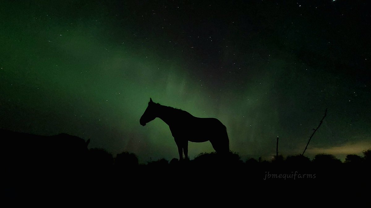 Oh....my ... <a href="/MurphTWN/">Chris Murphy TWN</a>
Lightning to the east, Aurora, and sleeping horses.... 
Amazing way to start the last day of September. 
#Aurora #auroraborealis #horses #mybackyard #Manitoba #mbwx #northernlights