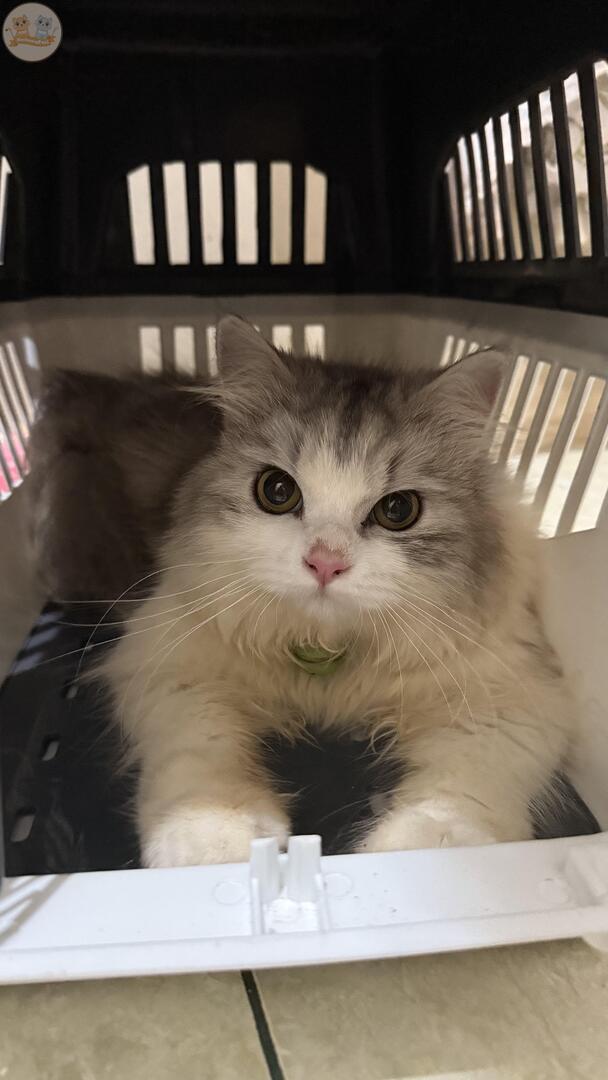 kochengfs's tweet image. 🐈 celio abis vaksin rabies malah ketagihan masuk pet cargo muluuuuu🥹