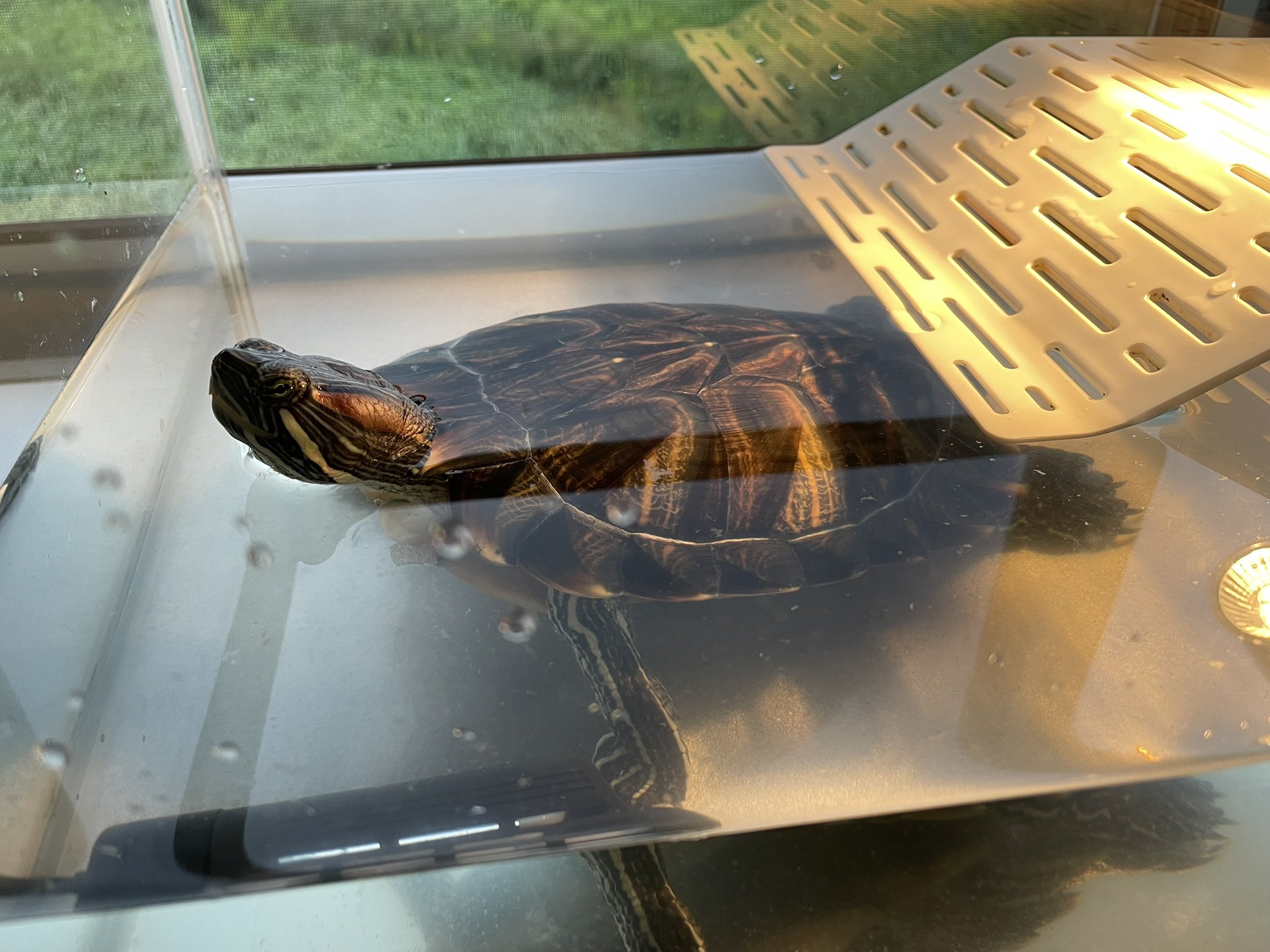 ミドリガメ ミドリガメ(成体)里親さ」茨城県 - 爬虫類・他の里親募集