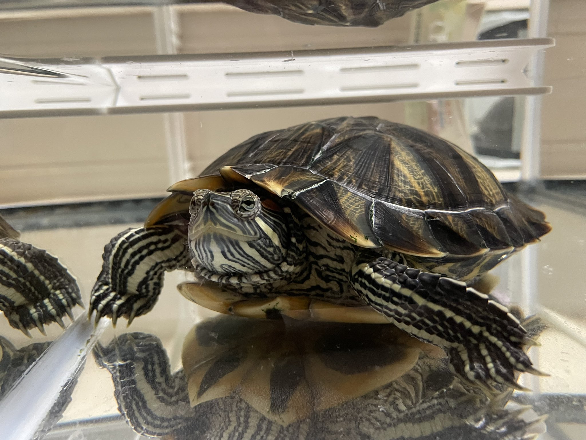 ミドリガメ のこのこカメさん＜ミドリガメ,ゼニガメなどに＞｜両生類
