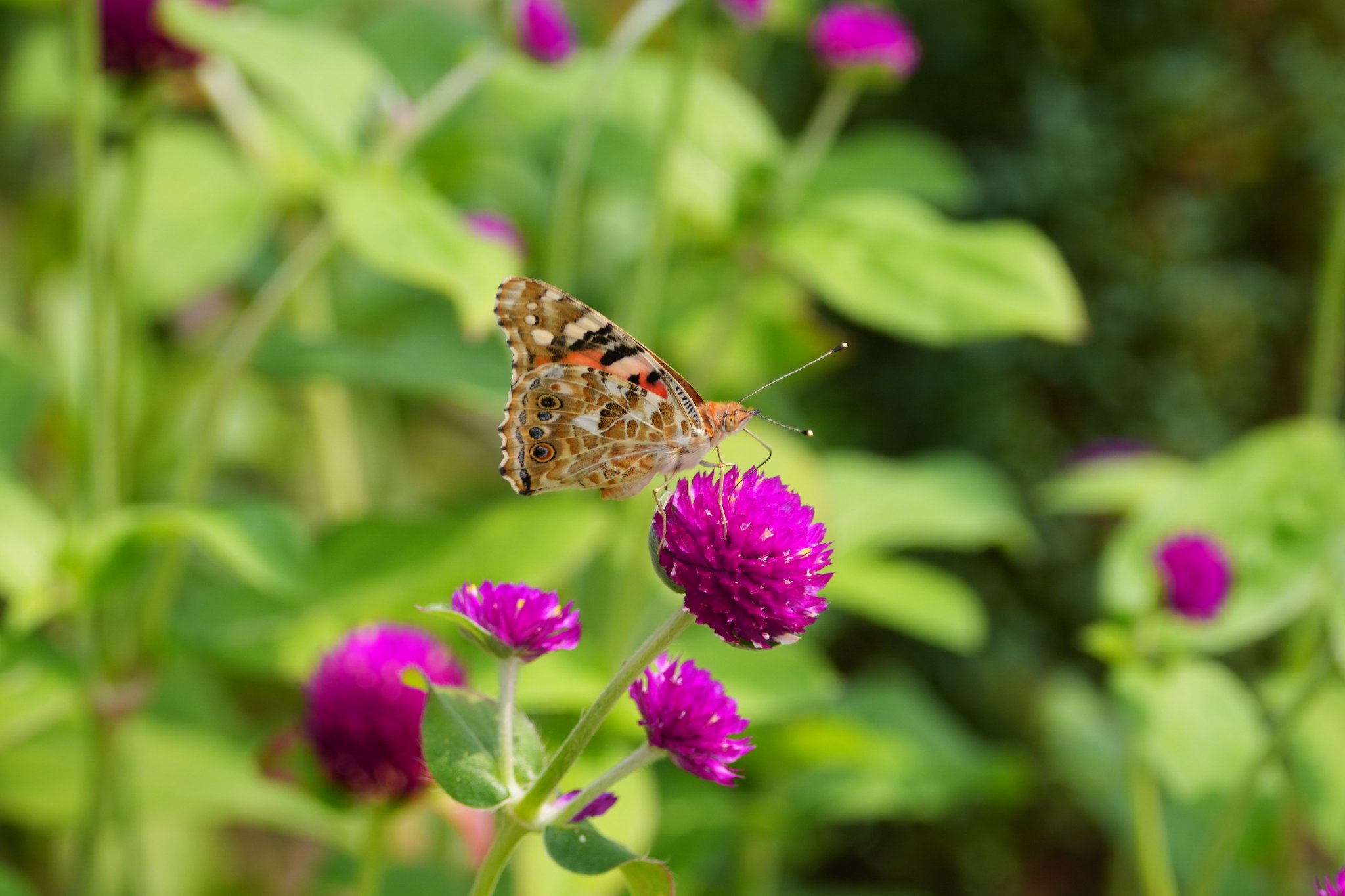 花 ko-oji📸 on X: 