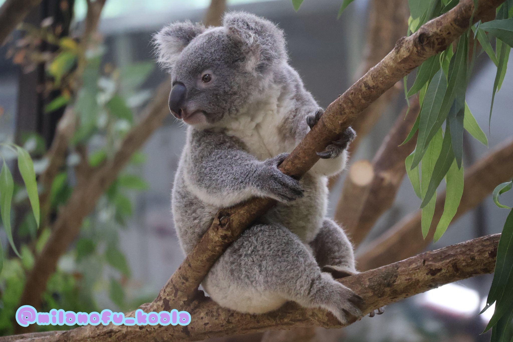 草木と小さな動物 草木と小さな動物