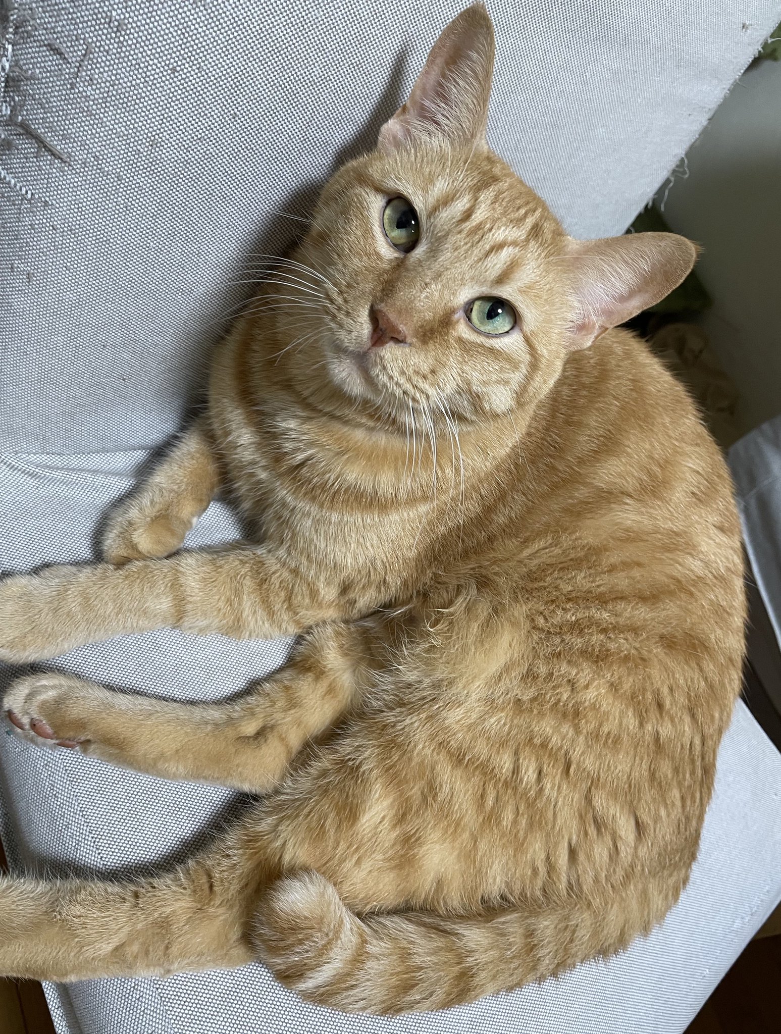 猫の寅さん　専用 猫の寅 猫の寅さん 専用 猫の寅さん専用 猫の寅