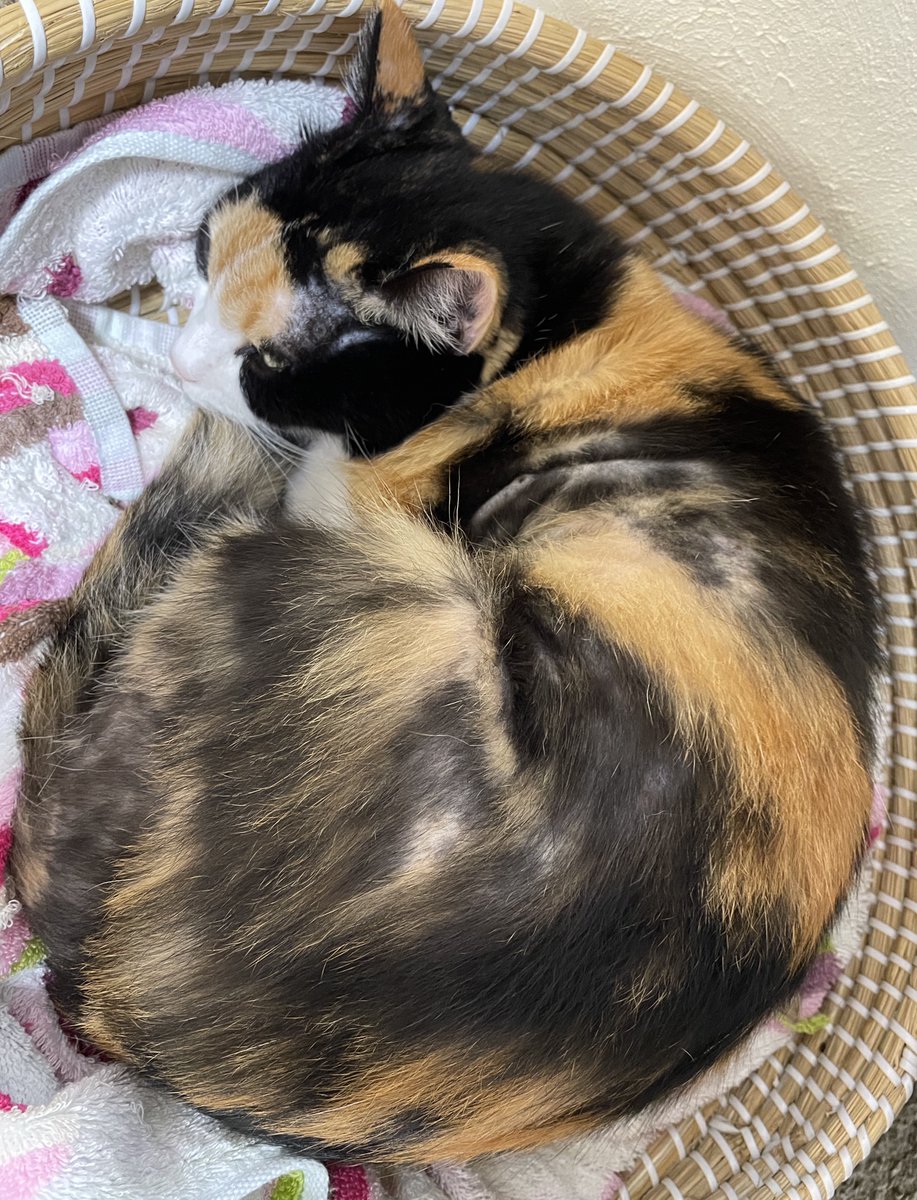 きじとら キジトラ - Search / X