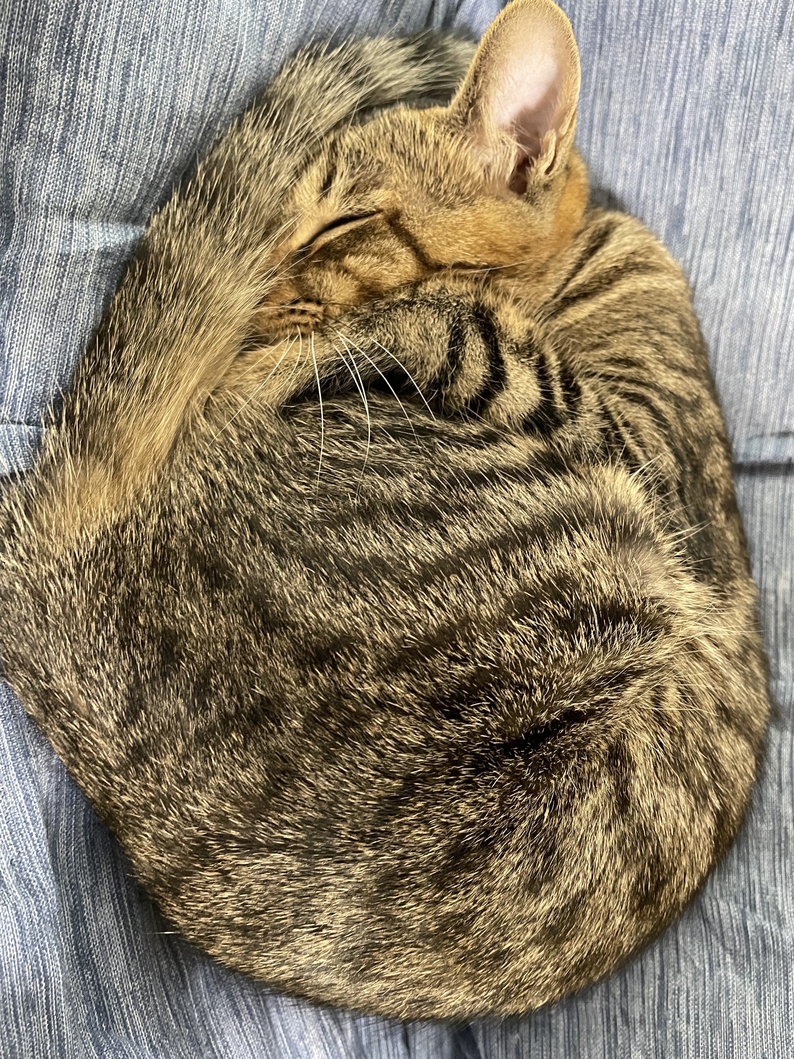 😸あんず&寅一&すもも🐯 on X: 