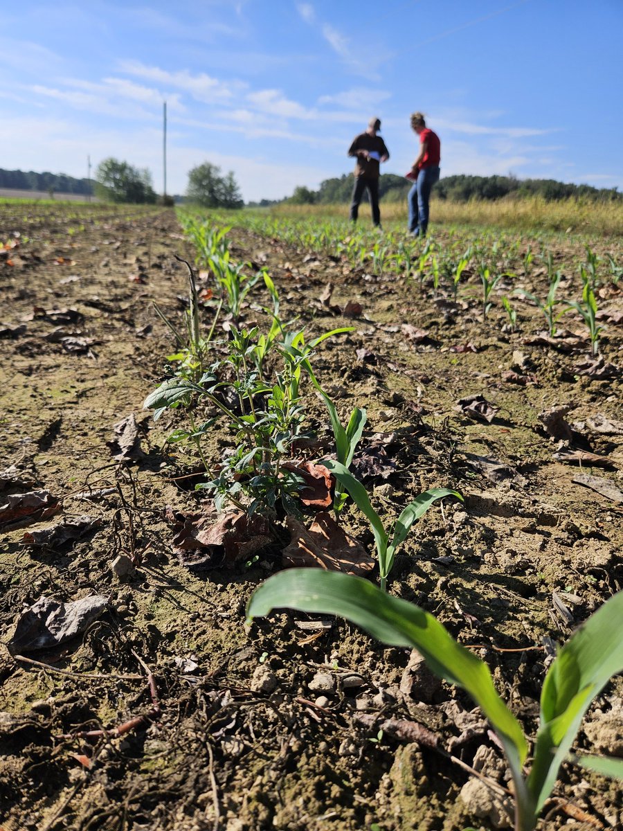 ForrestLang78's tweet image. After planting corn the second week of Sept @CFAES_OSU Wooster, students @osuati did stand counts today to see which row unit configuration did the best. Tailgate picture shows plants planted at .5&quot;, 1.5&quot;, &amp;amp; 3.5&quot; depths.
Pretty clear winner if you ask me!
#CFAES #ATI #OhioState