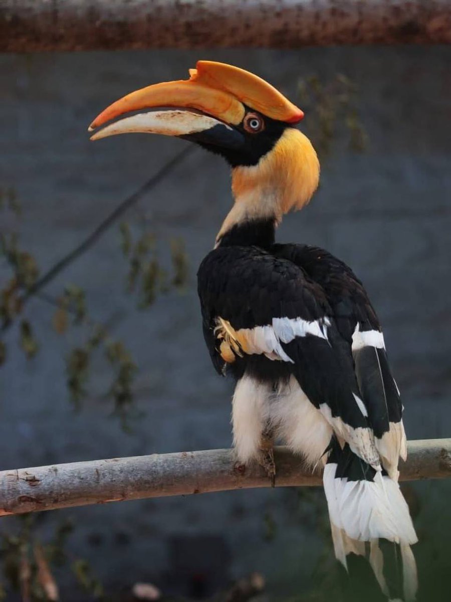 Внимание!
Из зоопарка сбежал индийский калао. В момент смены вольеров птиц  улетел.

Зоопарк уже включил пение калао для поимки. 

Всё серьёзно, птица может не пережить холодную ночь.
Если птичка сидит на земле, накиньте пальто или покрывало. Затем звоните: +7 904 636-41-63.