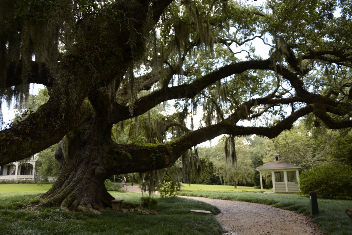 guide2travel's tweet image. The Rip Van Winkle Gardens &amp;amp; Historic Mansion are surrounded by 350 year-old live oaks and have an 11-acre lake 1500 feet deep! Learn more at this #museum review: 

bit.ly/48Nj8Lw

#Louisiana @LouisianaTravel #OnlyLouisiana #TravelTuesday #travel