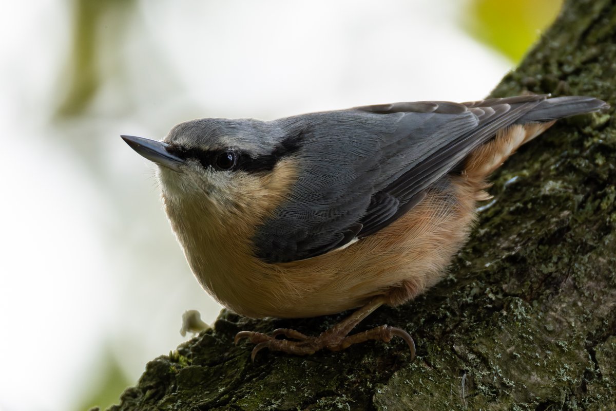 Great morning at <a href="/RSPB_BurtonMere/">RSPB Burton Mere Wetlands</a> today. Failed quiet on the scrapes but plenty still to see. A kestrel by the visitor centre entertained me as well as the cronking ravens and small birds visiting the feeder. <a href="/CAWOSBirding/">Cheshire & Wirral Ornithological Society</a> <a href="/wirralbirdclub/">Wirral Bird Club</a>
