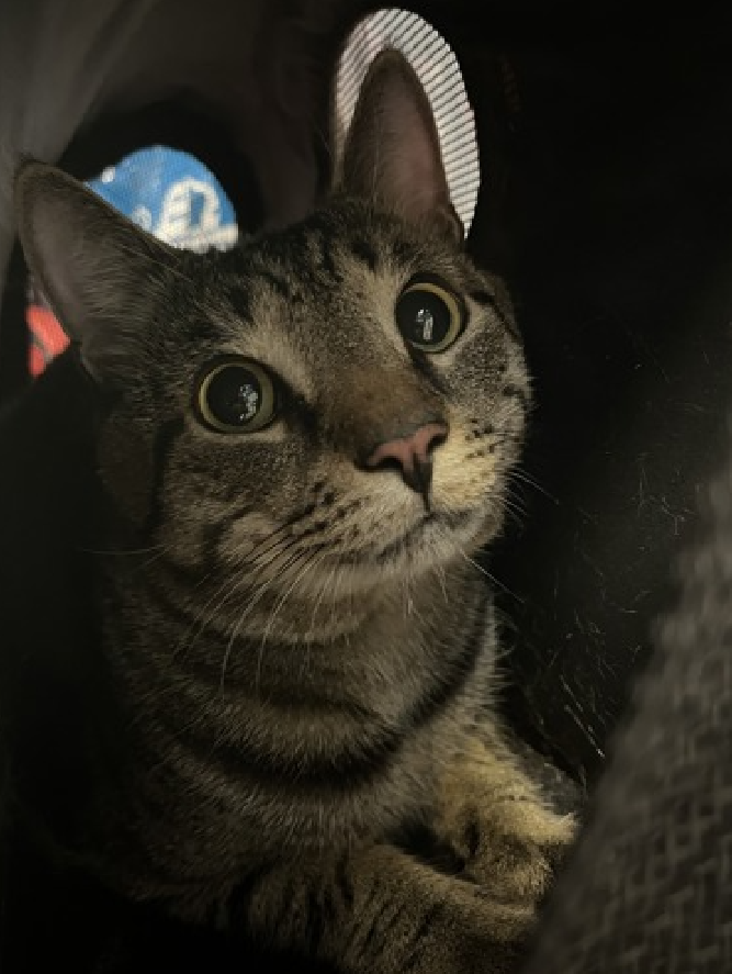 🆘🆘 LEGEND, 2 YO,  MALE–  IN MANHATTAN ACC - came into the shelter as an owner surrender on 9/8/2025, with the surrender reason stated as person health - allergies.    🆘🆘 😿 😿 😿 😿

➡️TBD 10/2/25

➡️ NEW HOPE RESCUE PARTNER ONLY

➡️ TOO LOW ON PLEDGES TO STIMULATE RESCUE