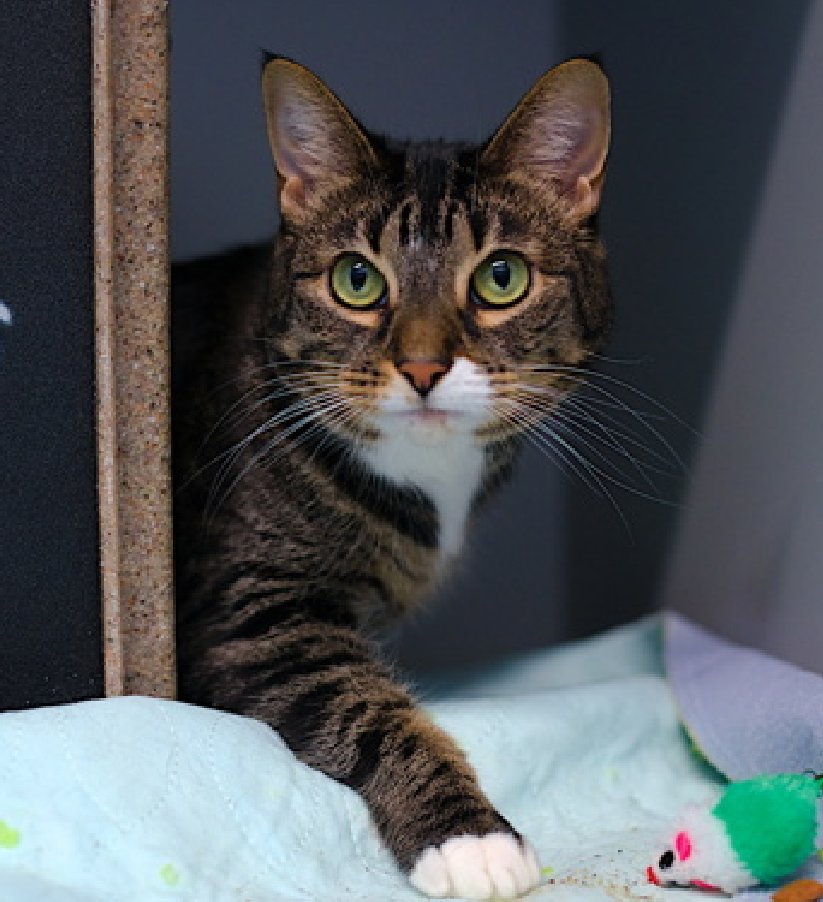 ⚠️ ⚠️ ⚠️ ALERT – ALERT- WE ARE VERY CONCNERNED ABOUT TRUDY – THIS IS HER 9TH TIME ON EPL AND TOO LOW ON PLEDGES – BEING OVERLOOKED – THE VERY HIGHEST EU/SILENT KILL RISK ⚠️ ⚠️ ⚠️ ⚠️ ⚠️

🆘🆘 TRUDY, 4 YO, FEMALE –  IN QUEENS ACC - came into the shelter as an  agency on 8/4/2025.