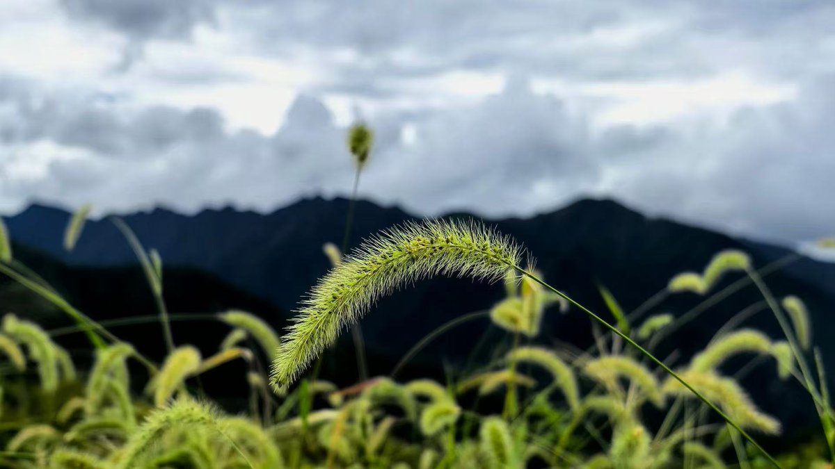 Jade9291's tweet photo. I encountered beauty in a foreign land at noon. https://t.co/P8FPWfVIac