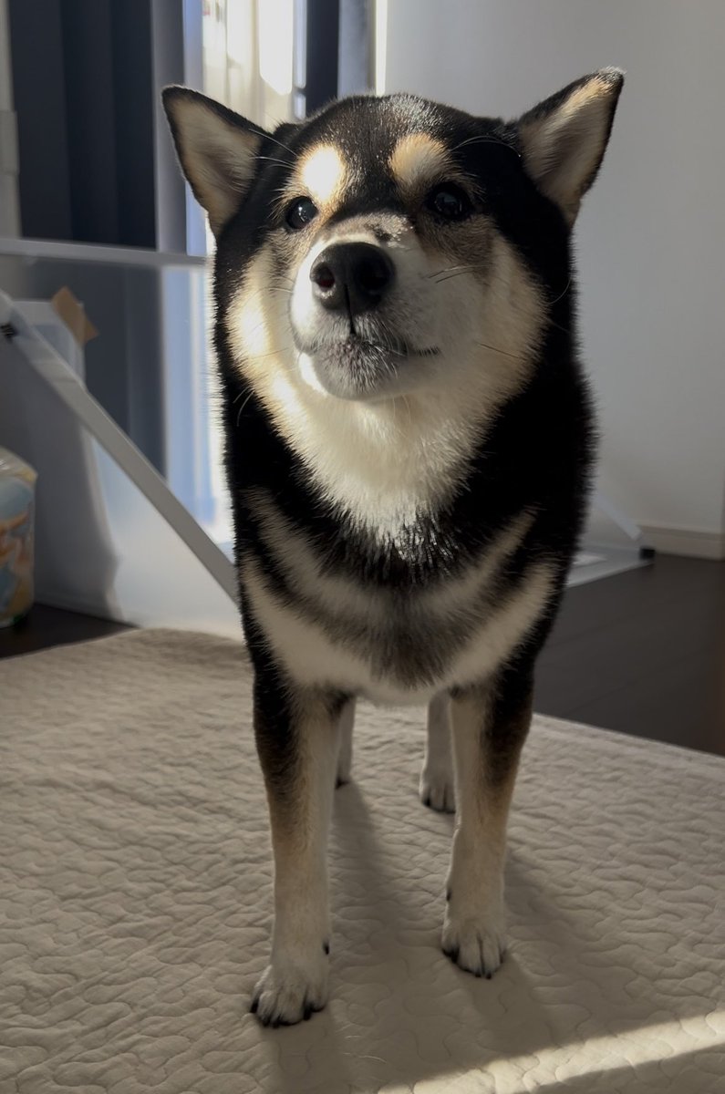 ぽんぽんポン助 (@ponpon_PONSUKE_) / Posts / X