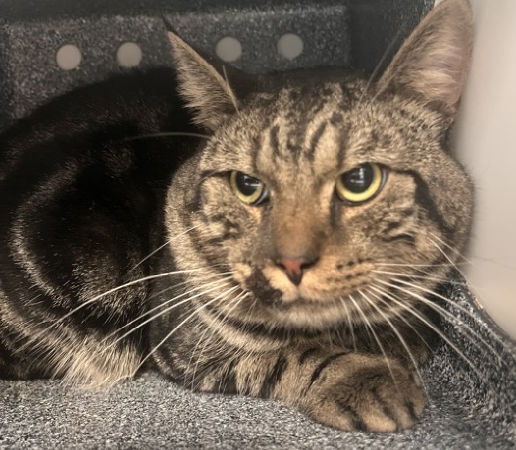 🆘🆘 SEPTEMBER, 4 YO,  MALE–  IN MANHATTAN ACC - came into the shelter as a  stray on 9/4/2025.    🆘🆘 😿 😿 😿 😿

➡️TBD 10/2/25

➡️ TOO LOW ON PLEDGES TO STIMULATE RESCUE INTEREST

➡️🆘🆘 4TH  Chance on Emergency Placement List – BEYOND URGENT -  NO ROOM IN SHELTER – WILL NOT