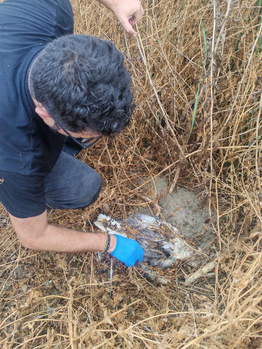 📍Fieldwork day in #ALLIES project: post-breeding colony check.

No gulls remained, but we recovered the GPS from a yellow-legged gull tagged in June that sadly died.

We keep monitoring environmental health to better understand urban ecosystem dynamics 🌍🩺. 

<a href="/ICMCSIC/">ICM-CSIC</a>