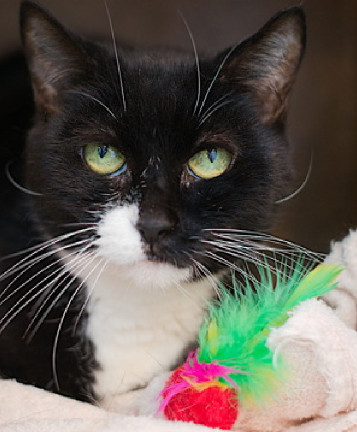 🆘🆘 GYPSY, 15 YO, FEMALE –  IN QUEENS ACC - came into the shelter as a stray on 8/13/2025.    🆘🆘 😿 😿 😿 😿

➡️TBD 10/2/25

➡️ SUPER SENIOR ALERT

➡️ NEW HOPE RESCUE PARTNER ONLY

➡️ TOO LOW ON PLEDGES TO STIMULATE RESCUE INTEREST

➡️ 🆘🆘  3RD Chance on Emergency Placement