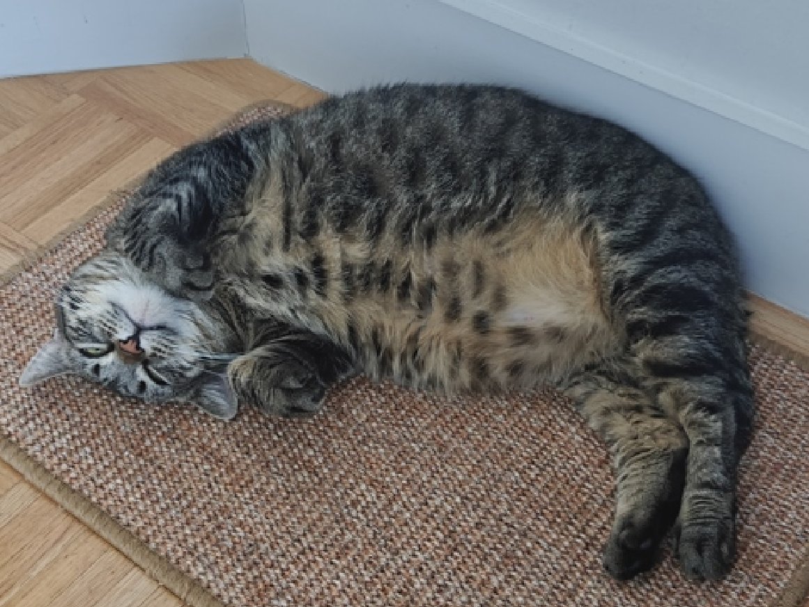 🆘🆘 BONBONA, 3 YO, FEMALE –  IN QUEENS ACC - came into the shelter as an owner surrender on 9/13/2025, with the surrender reason stated as animal behavior - aggressive towards people.    🆘🆘 😿 😿 😿 😿

➡️TBD 10/2/25

➡️ ADOPTED IN JANUARY AND RETURNED TO SHELTER 😡😡😡😡😡