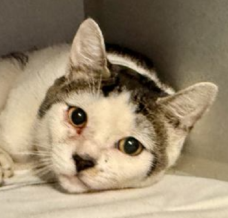 🆘🆘 KAY, 3 YO, MALE –  IN MANHATTAN ACC - came into the shelter as an owner surrender on 8/17/2025, with the surrender reason stated as person health - allergies.   🆘🆘 😿 😿 😿 😿

➡️TBD 10/2/25

➡️ MEDICAL PRIORITY – NEEDS MORE CARE AND ATTENTION THAN THE SHELTER CAN PROVIDE.