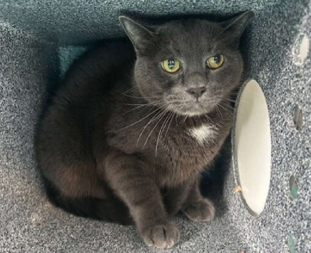 🆘🆘 MICKEY, 9 YO, MALE –  IN QUEENS ACC - came into the shelter as an owner surrender on 8/17/2025, with the surrender reason stated as person circumstance- moving.   🆘🆘 😿 😿 😿 😿

➡️TBD 10/2/25

➡️ NEW HOPE RESCUE PARTNER ONLY

➡️ SENIOR ALERT

➡️ TOO LOW ON PLEDGES TO