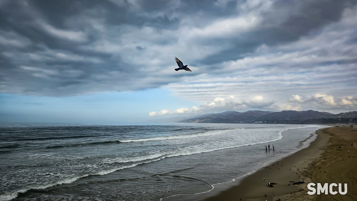 smcloseup's tweet photo. ππππ π π’π₯π‘ππ‘π: A bird glides over Santa Monica Beach this Tuesday as waves meet the autumn shore under shifting clouds.
#SantaMonica #FallMorning #PacificCoast #BeachVibes #OceanView https://t.co/HYSfFwhPxe