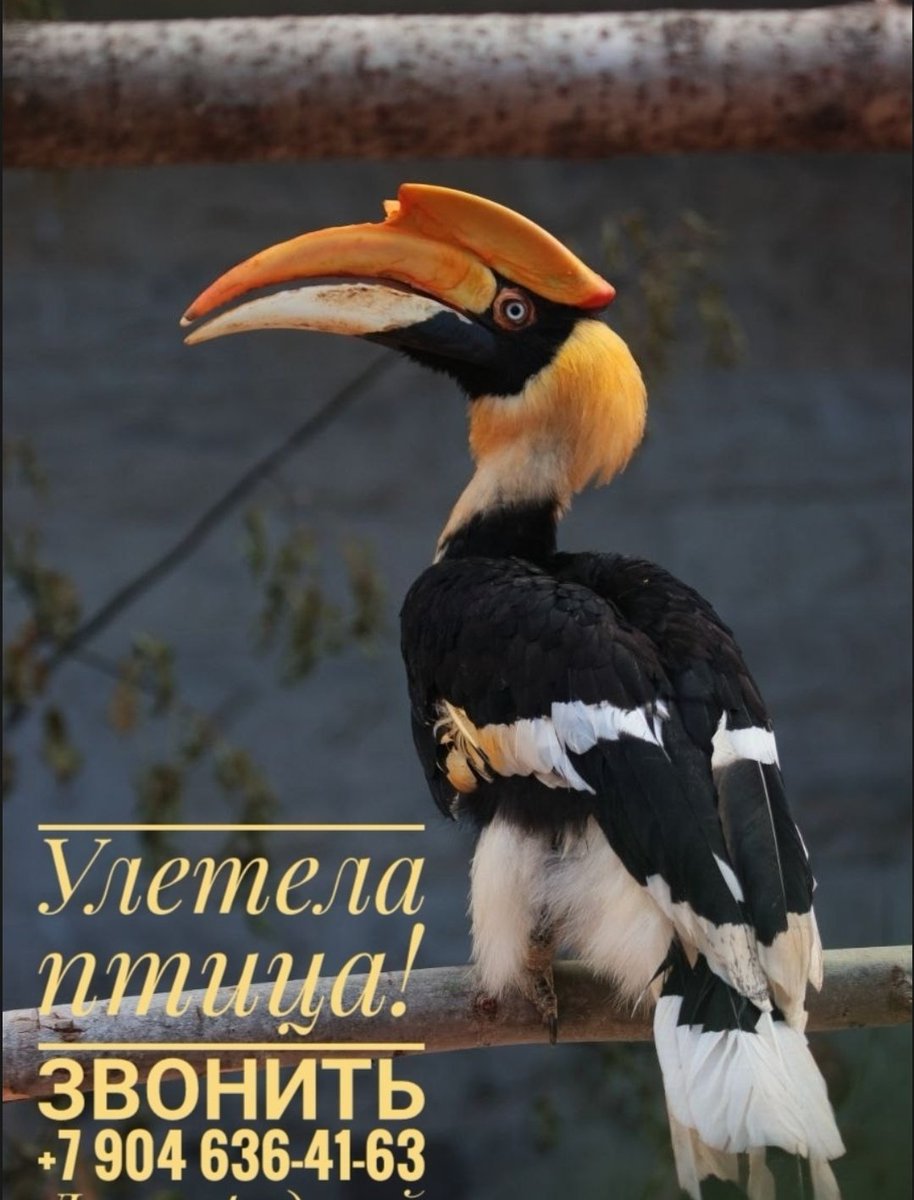 САНКТ-ПЕТЕРБУРГ, прошу репоста 💔💔💔 помогите отследить птицу! 
Район петроградки, спортивной и вокруг. Если видите толпу орущих ворон у дерева, присмотритесь, в ветках может прятаться эта птица, если увидели - сообщите по номеру на фото или мне в лс