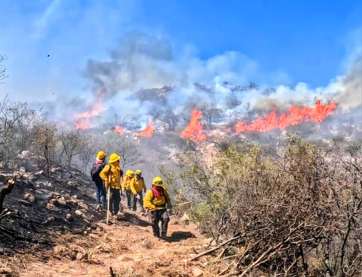 SilviaMorimoto's tweet photo. 🔥 Los incendios forestales amenazan la biodiversidad y los ecosistemas.
A través del proyecto #Sinergia+, el @PNUD_Mexico y @CONANP_mx fortalecen brigadas, monitorean puntos de calor y construyen brechas cortafuego para proteger las Áreas Naturales Protegidas. https://t.co/fTzO9vUIG9
