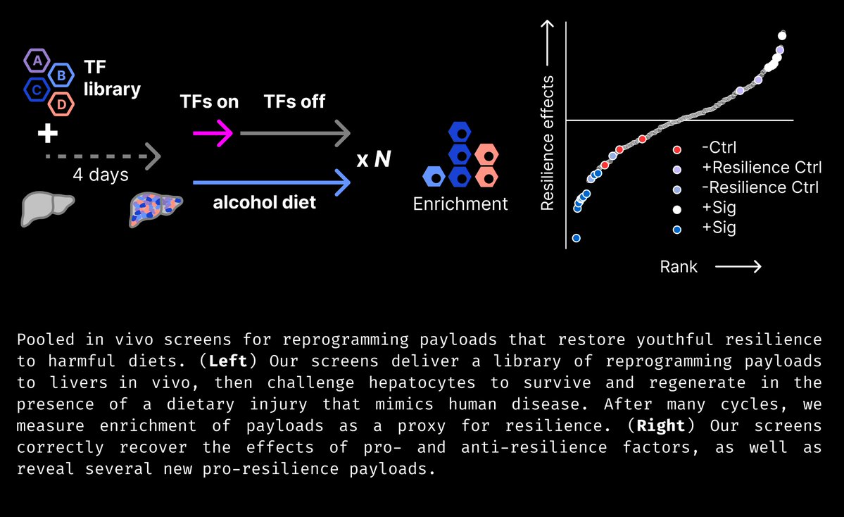 jacobkimmel's tweet image. through the late summer @newlimit, we&apos;ve been upgrading our 1st prototype medicines to prepare for human trials

highlights

- +2 prototype medicines with efficacy in liver disease models
- +14 TF payloads that restore function in old T cells
- +4000 TF sets tested across…