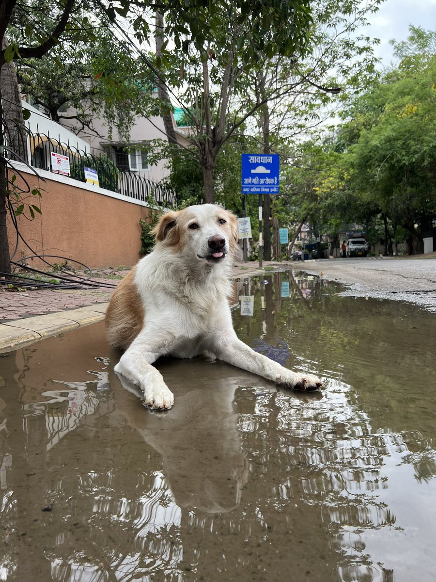 dogitization's tweet image. @advpushyamitra 
मेयर साहब, सुनते है की आप अब देपालपुर साफ़ करने जा रहे है?
वहाँ के कुत्ते के भोजन पानी पर कोई विचार करा या फिर से dog lover के मत्थे चढ़ा कर चंपत हो जाओगे?
#Dogitization