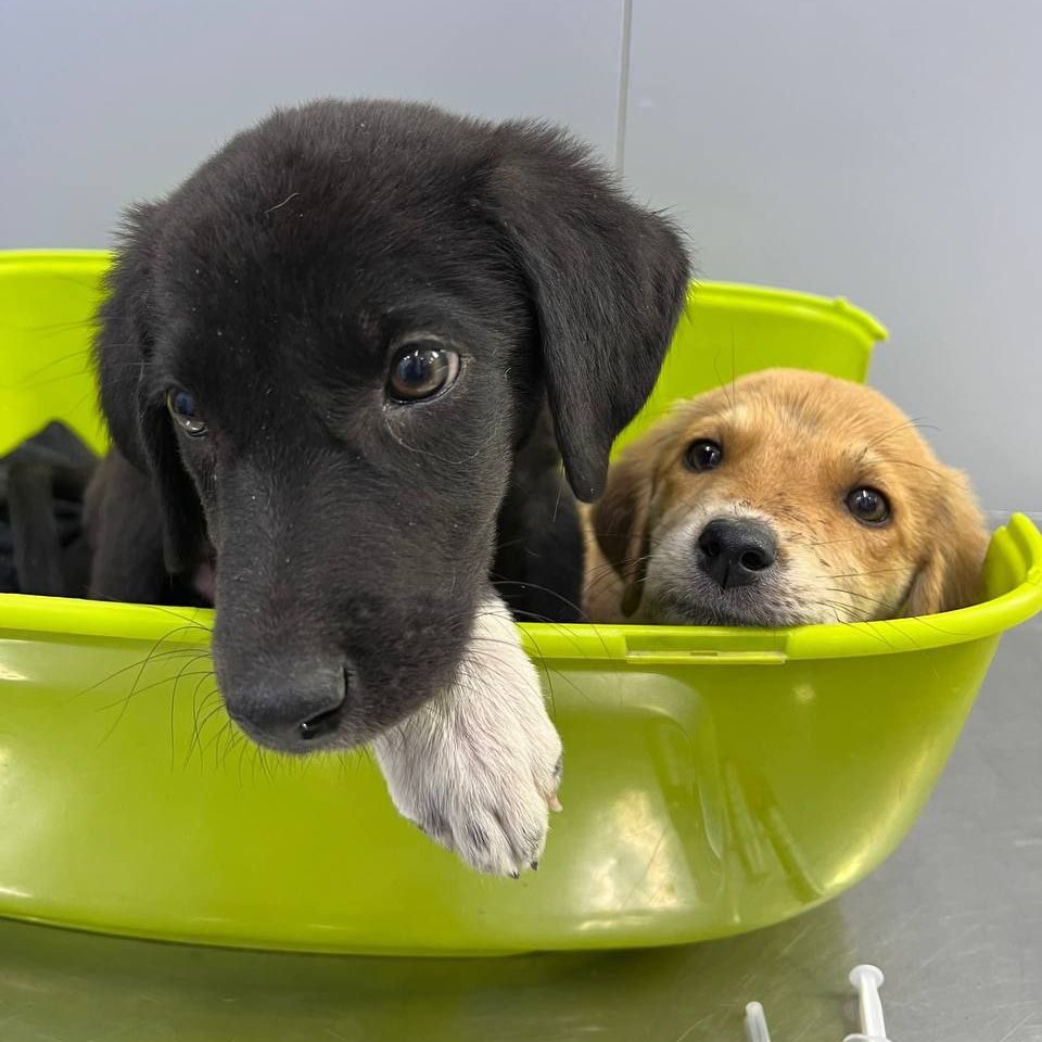 Друзья, это Чип (черненький) и Дейл (желтенький), и им нужна помощь.

Их бросили на собачьей площадке в Тбилиси, и нам с женой пришлось их подобрать (мы пытались этого не делать, но они оставались на улице сутки, на вторую ночь мы не выдержали).

Как можно помочь ⬇️⬇️⬇️

RT!