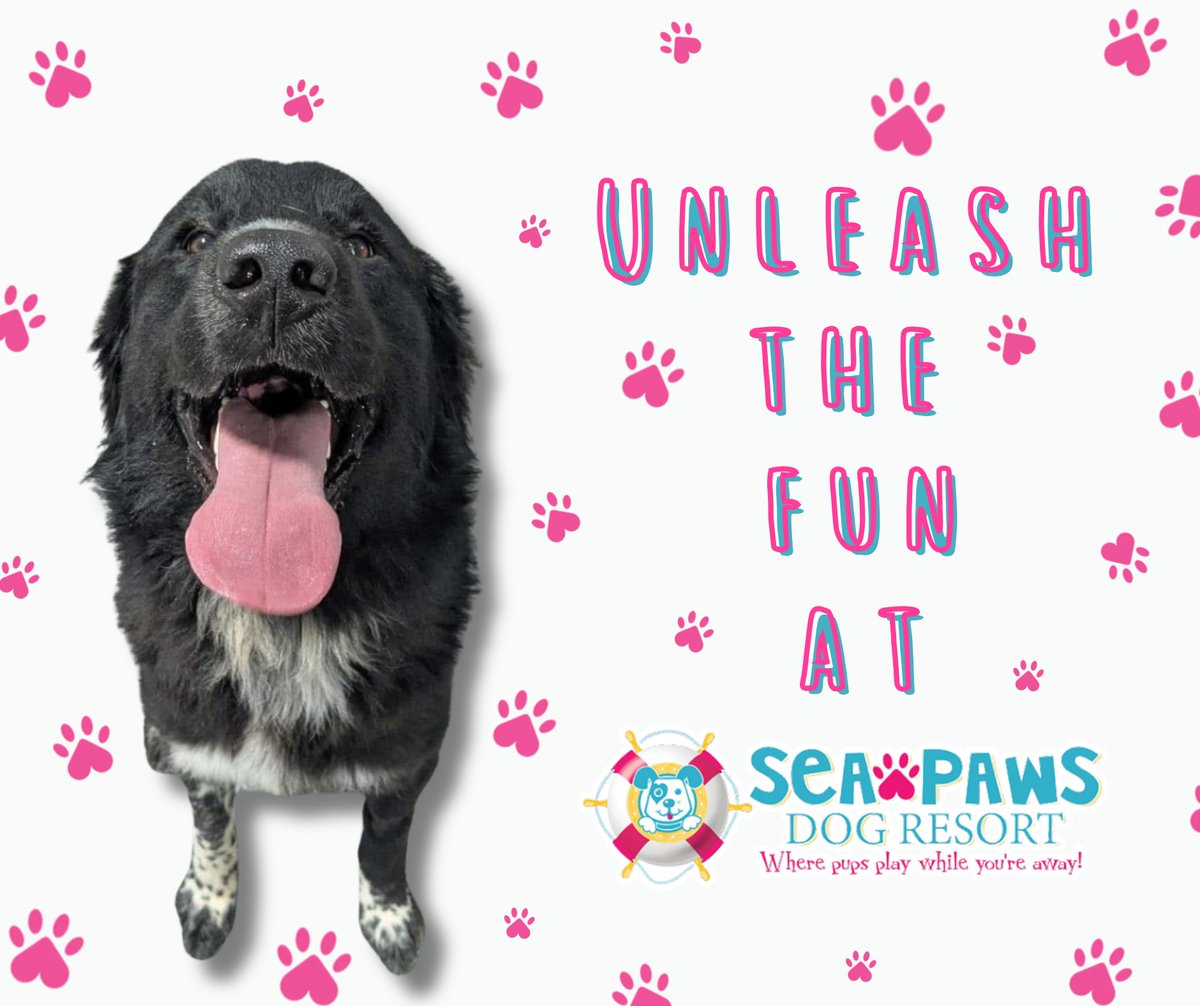 SeaPawsResort's tweet image. Unleash the fun at Sea Paws!🐾 From playful pups to splashy adventures, every day at SeaPaws is full of tail wags, smiles, and unforgettable memories. Bring your furry friend and let the good times roll!
seapawsdogresort.com
#SeaPaws #UnleashTheFun #PuppyPlaytime #TailWags