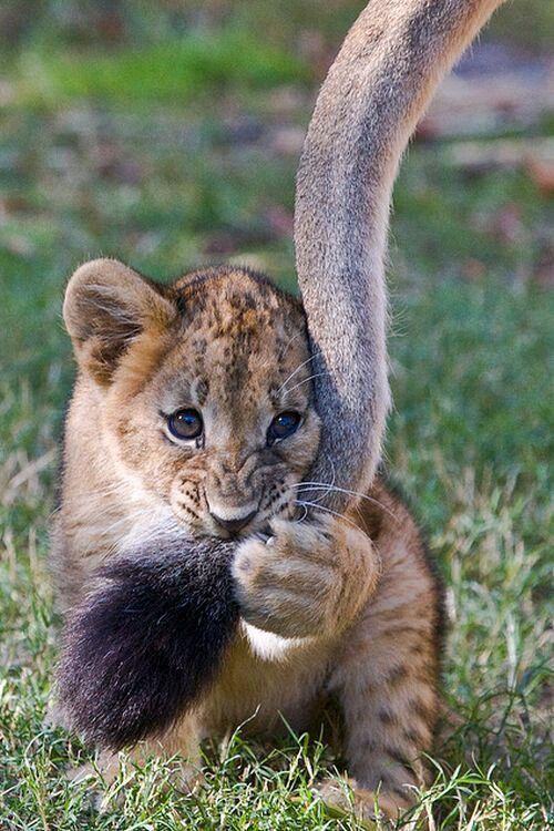 That tail is the best toy ever—better than any store-bought one! 🦁🙈🐯🐼