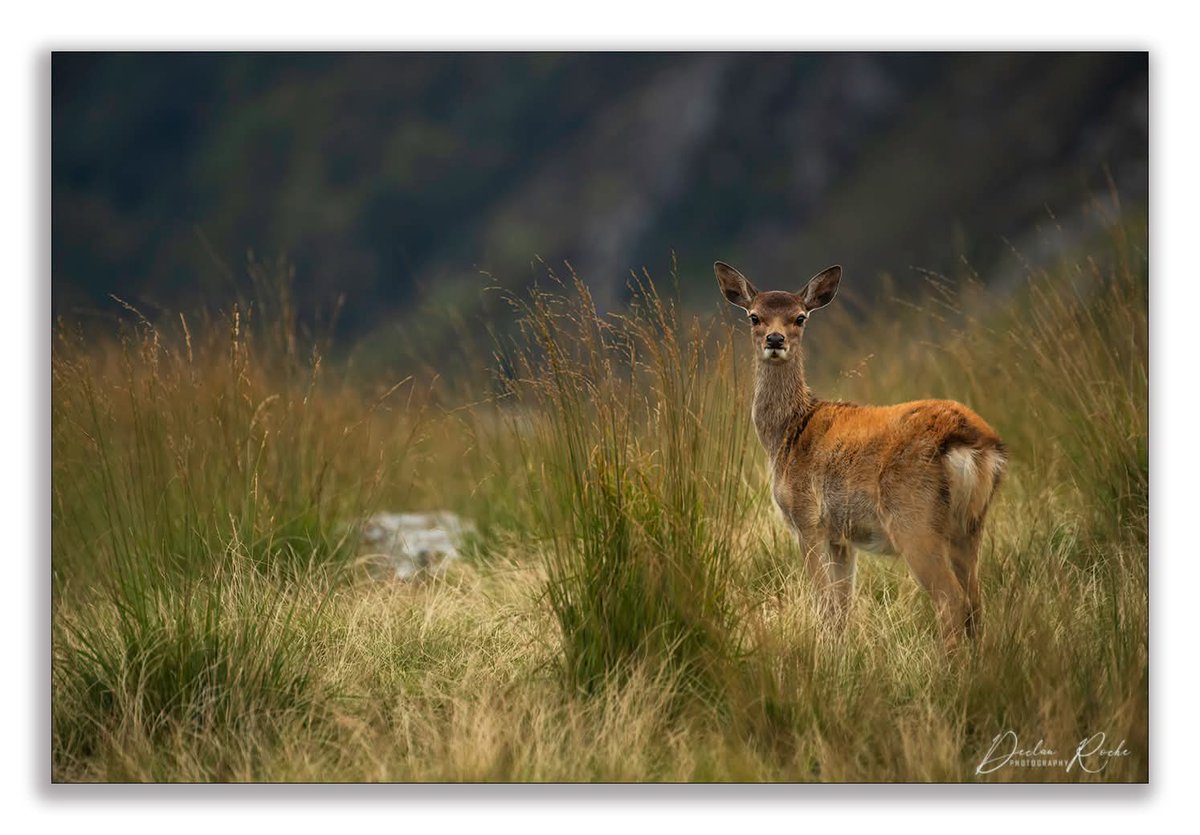 Declan Roche tweet media