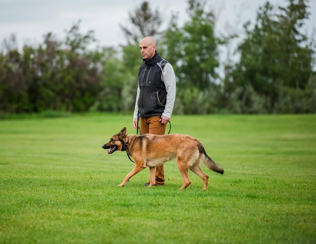 Dog training is about communication, trust, and teamwork. 🐕✨QC grad, @fireteamk9, proves what’s possible when passion meets professional training. 

Become a certified dog trainer in just 3 months!
➡️ tinyurl.com/2kvknvbc

#DogTraining #DogTrainerLife #WorkWithDogs