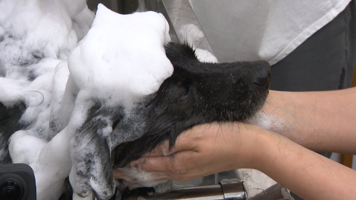 minnano_zoo_ntv's tweet image. 本日10/1は #黒犬の日 🐕‍🦺

写真は以前の #相葉トリミング で
出会った黒犬ちゃん🐾

お風呂に入って
とっても気持ちよさそうです🛁🫧

#嗚呼みんなの動物園 
#NationalBlackDogDay