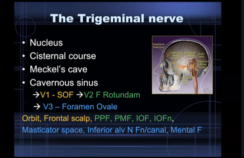 ESHNRSociety's tweet photo. Knowledge of anatomy is vital to evaluate the PNS!
ESHNR Webinar on “Perineural spread in head and neck malignancy“ today!
🎤 Speaker: Anbarasu Arangasamy, Coimbatore/IN
👨‍🏫 Moderator: @jussihirvonen, Turku/FI https://t.co/Piq2HBbc81
