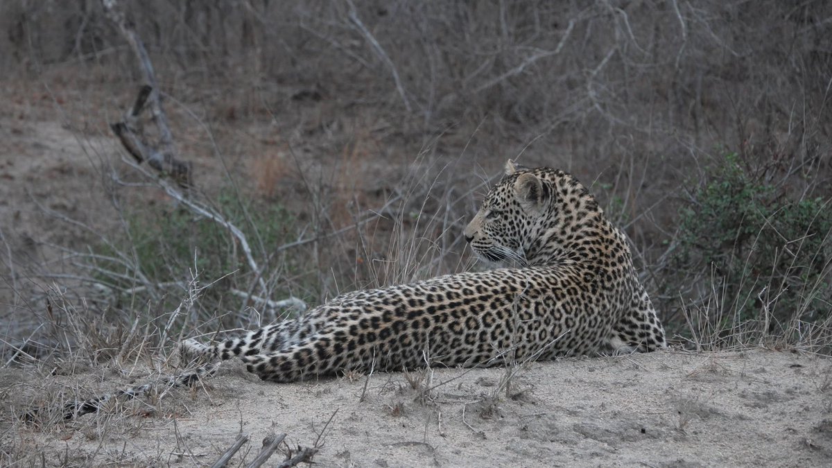 WildEarth tweet media