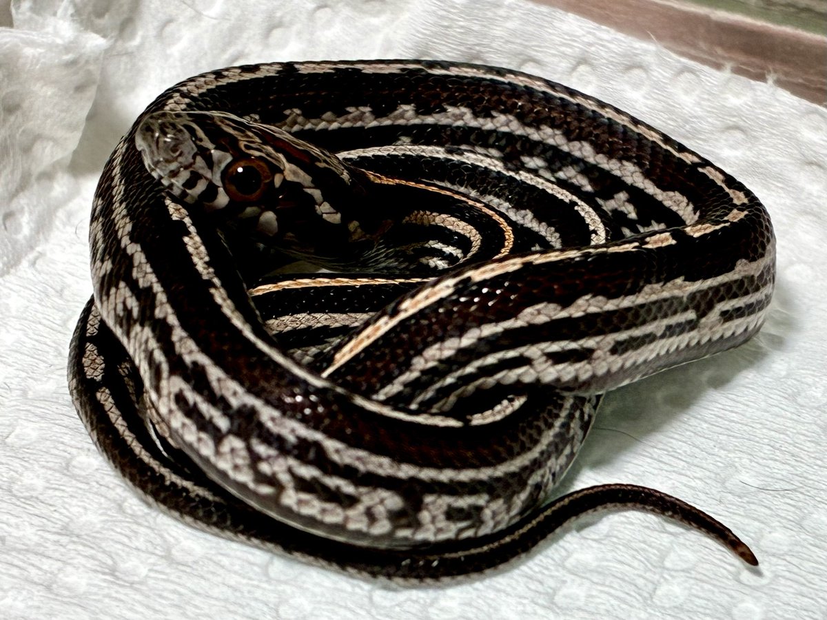 ★ＹＵＲＩＧＩＮＡＬ★@祝ぶりくら市２５周年 tweet media