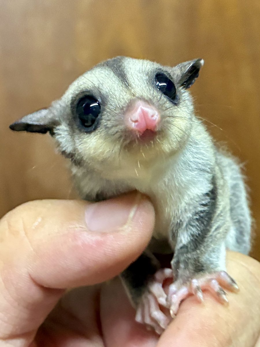 ★ＹＵＲＩＧＩＮＡＬ★@祝ぶりくら市２５周年 tweet media