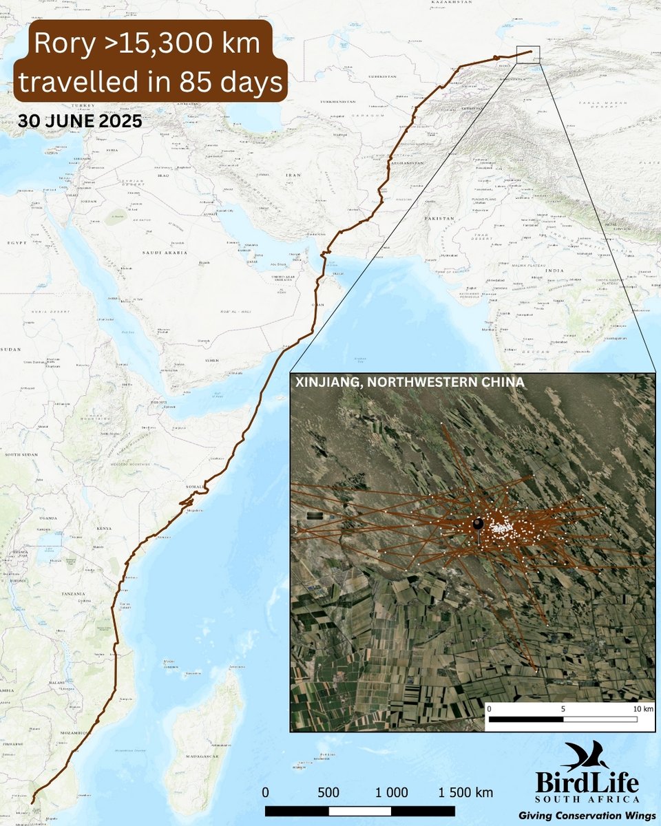 LotekWireless's tweet photo. 15,300 km in 85 days! 🐦🌍
That’s 180 km/day across 11 countries!

Rory the European Roller is being tracked via #SunbirdTags—Argos Satellite tech 📡 by @BirdLife_SA 

Follow his journey: https://t.co/3VNEveCdVu
Learn more about #SunbirdTags: https://t.co/Jc1p7l0xeU

#LotekTelemetry #TelemetryTuesday