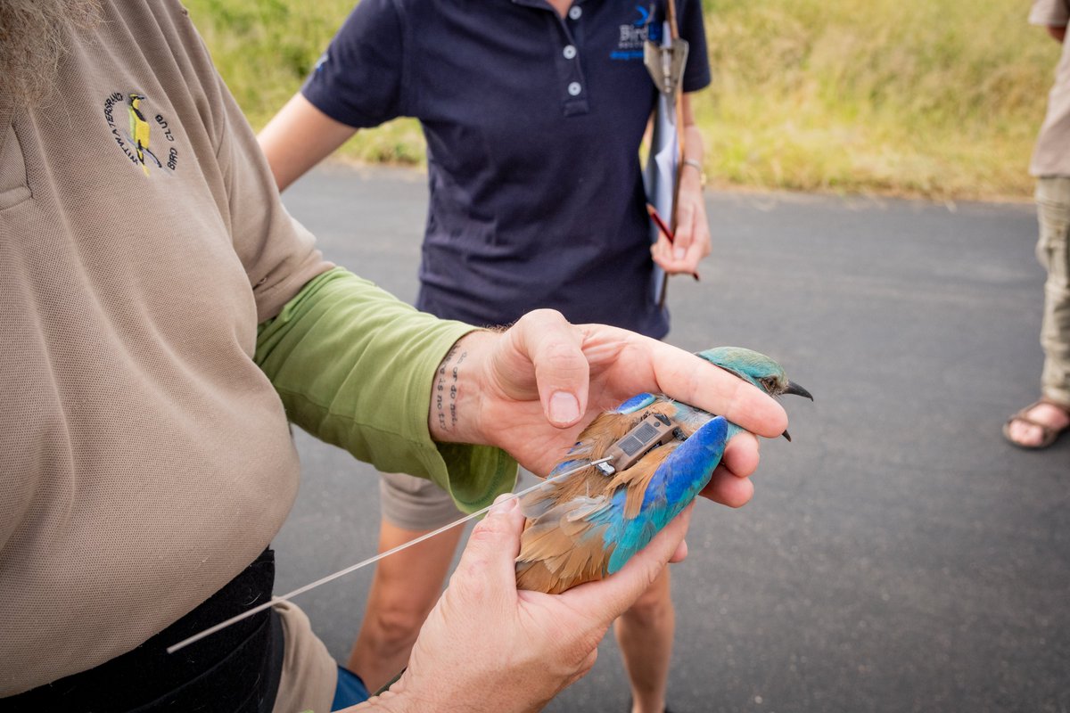 LotekWireless's tweet photo. 15,300 km in 85 days! 🐦🌍
That’s 180 km/day across 11 countries!

Rory the European Roller is being tracked via #SunbirdTags—Argos Satellite tech 📡 by @BirdLife_SA 

Follow his journey: https://t.co/3VNEveCdVu
Learn more about #SunbirdTags: https://t.co/Jc1p7l0xeU

#LotekTelemetry #TelemetryTuesday