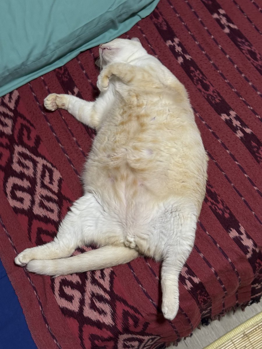 Posisi favorit nya Matcha kalo lagi bobok. 🥰🥰🥰🥰🥰