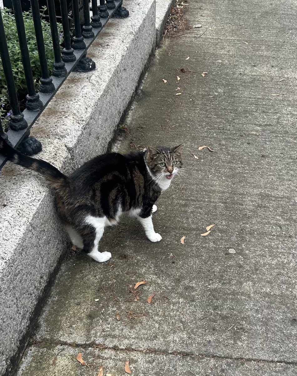 was late to a meeting today and the genuine reason was that I had met a cat